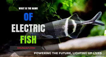 Electric Fish: Species and Names