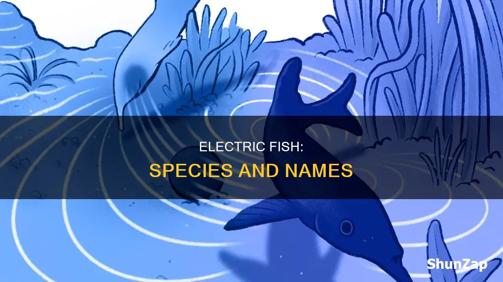 what is the name of electric fish