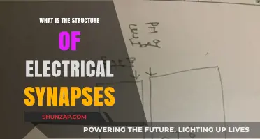 Electrical Synapses: Structure and Function Explained