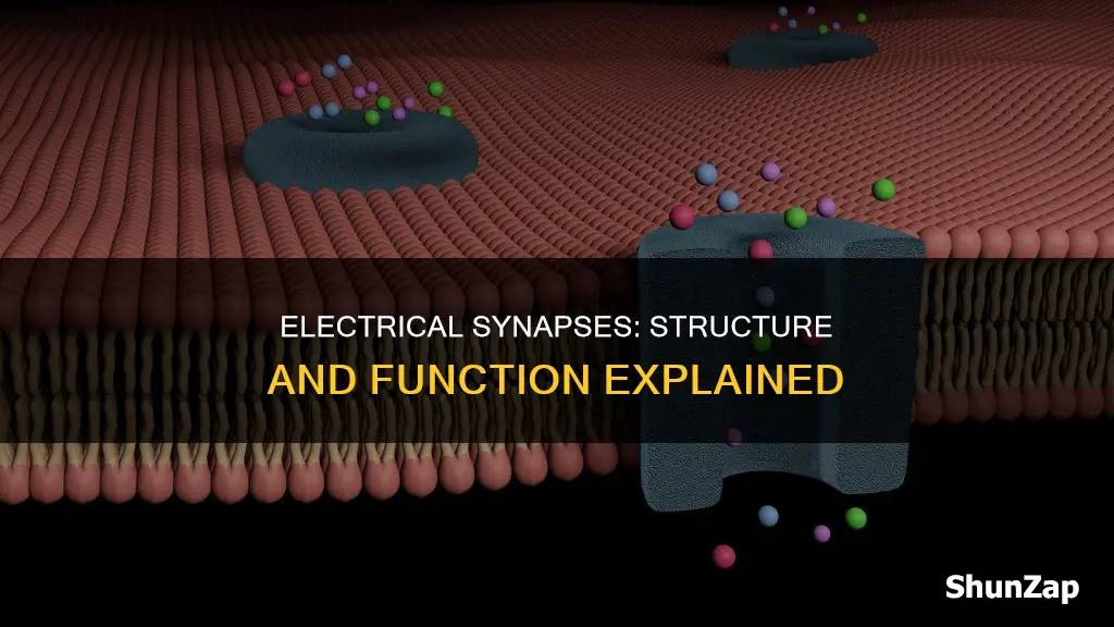 what is the structure of electrical synapses