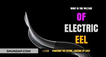 Electric Eel Voltage: How Much Power Do They Hold?