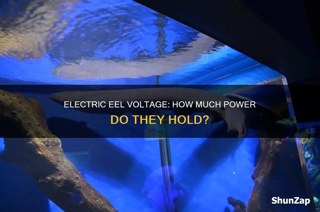 what is the voltage of electric eel