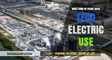 TECO Electric's Plant Power: Unveiling Their Sustainable Energy Source