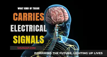 How Electrical Signals Travel Through Body Tissue