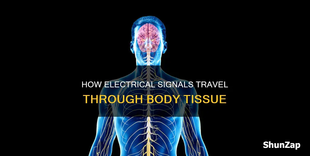 what kind of tissue carries electrical signals