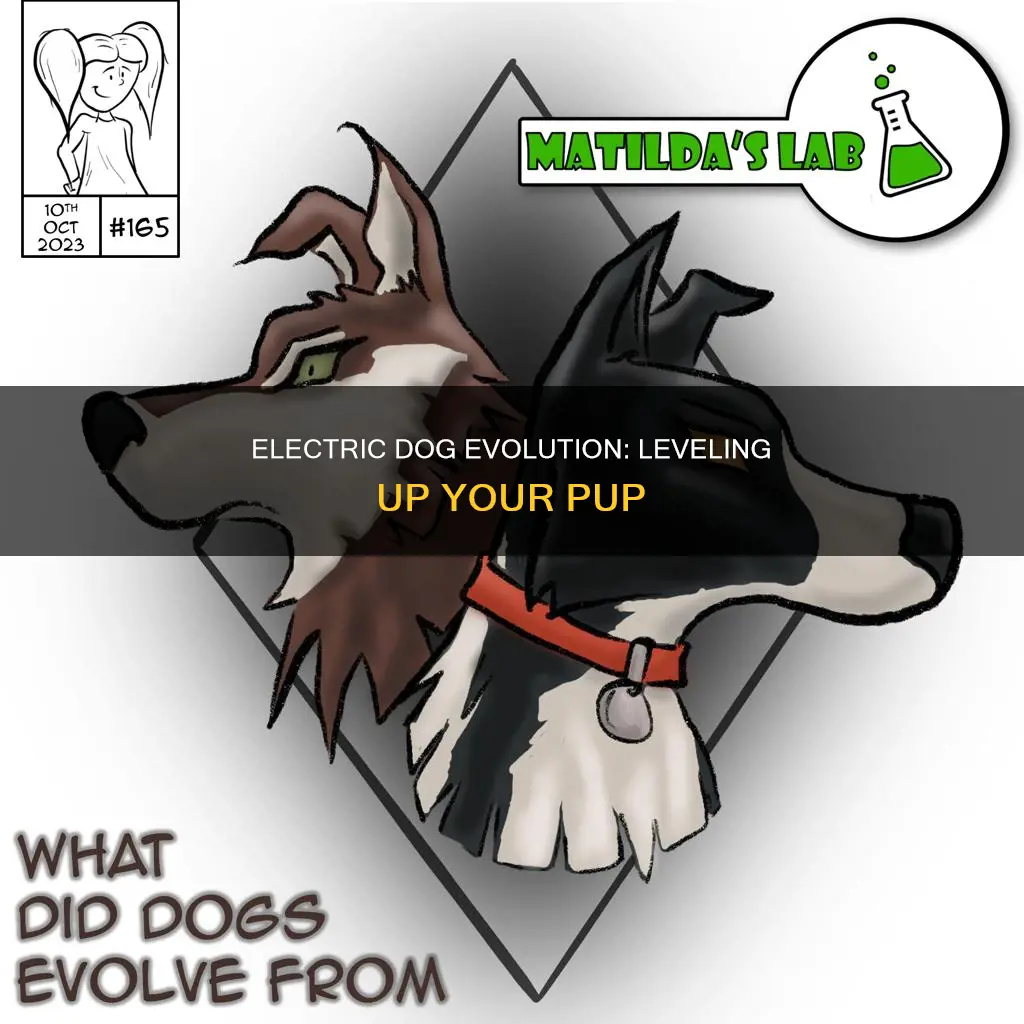what level doe the electric dog evolve