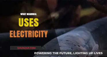 Electric Eels: The Shocking Truth About Mammals and Electricity
