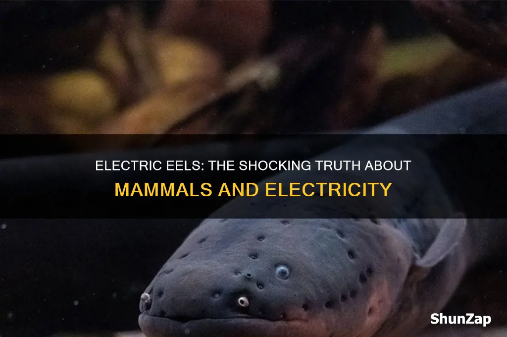 what mammal uses electricity