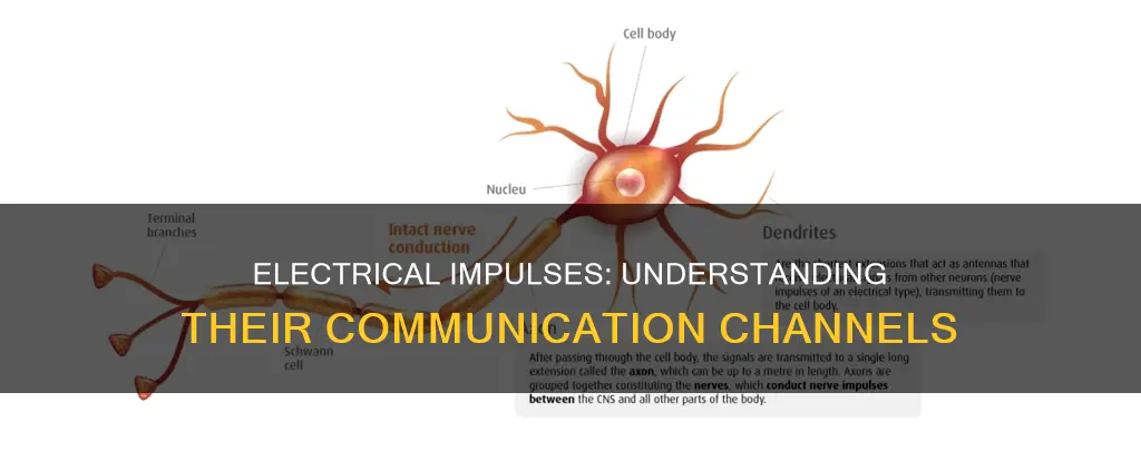 what messages do electrical impulses sent through