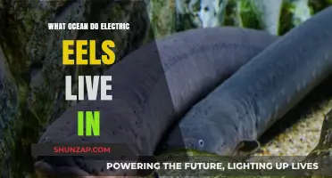 Electric Eels: Their Oceanic Abode