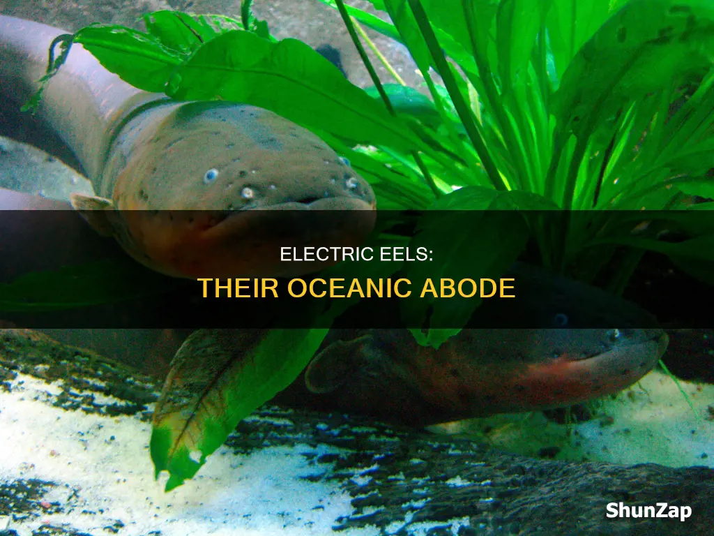 what ocean do electric eels live in