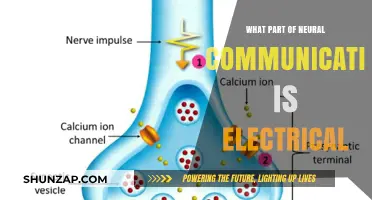 How Electrical Signals Drive Neural Communication
