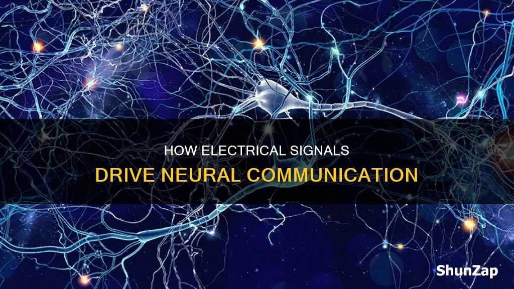 what part of neural communication is electrical