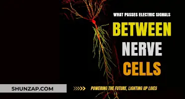 How Do Nerve Cells Communicate?