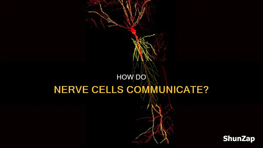 what passes electric signals between nerve cells