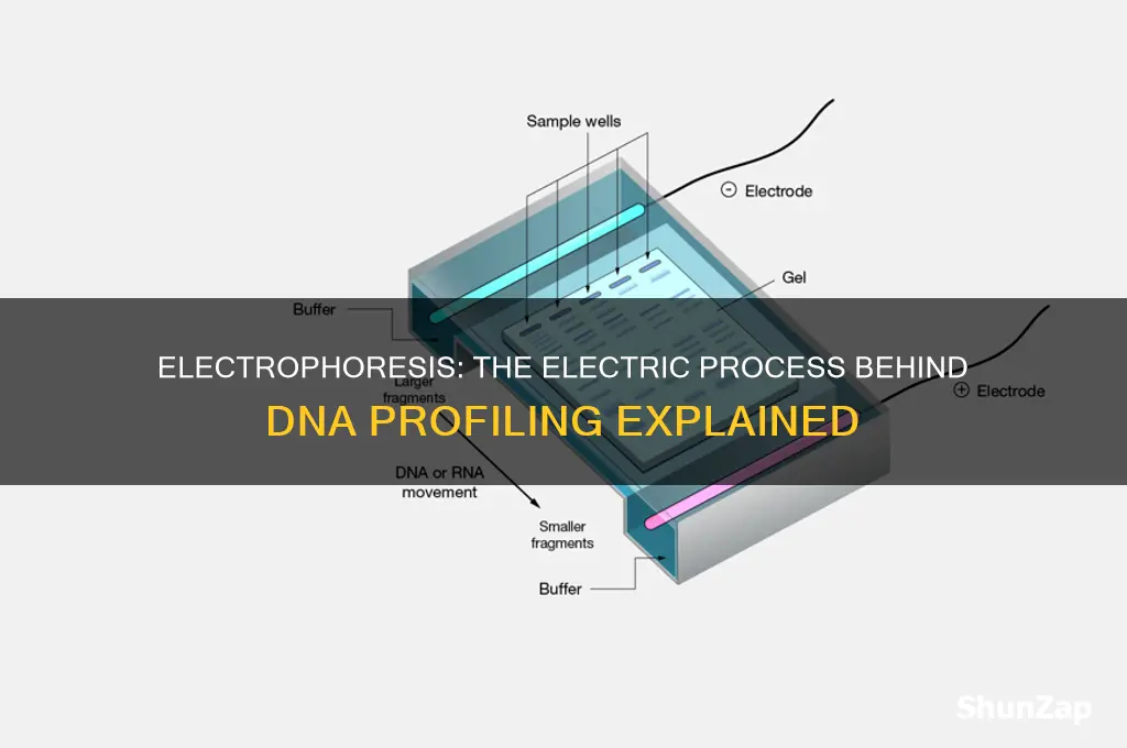 what process uses electricity to generate a dna profile