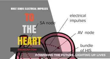 How the Heart's Electrical System Works