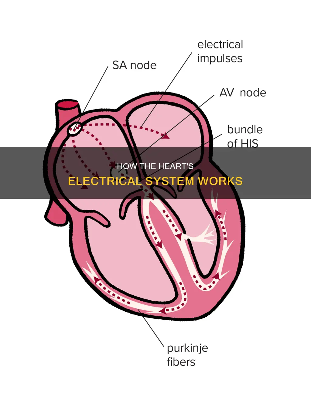 what sends electrical impulses to the heart