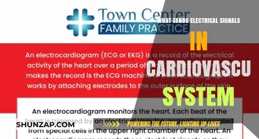 How Electrical Signals Power the Cardiovascular System