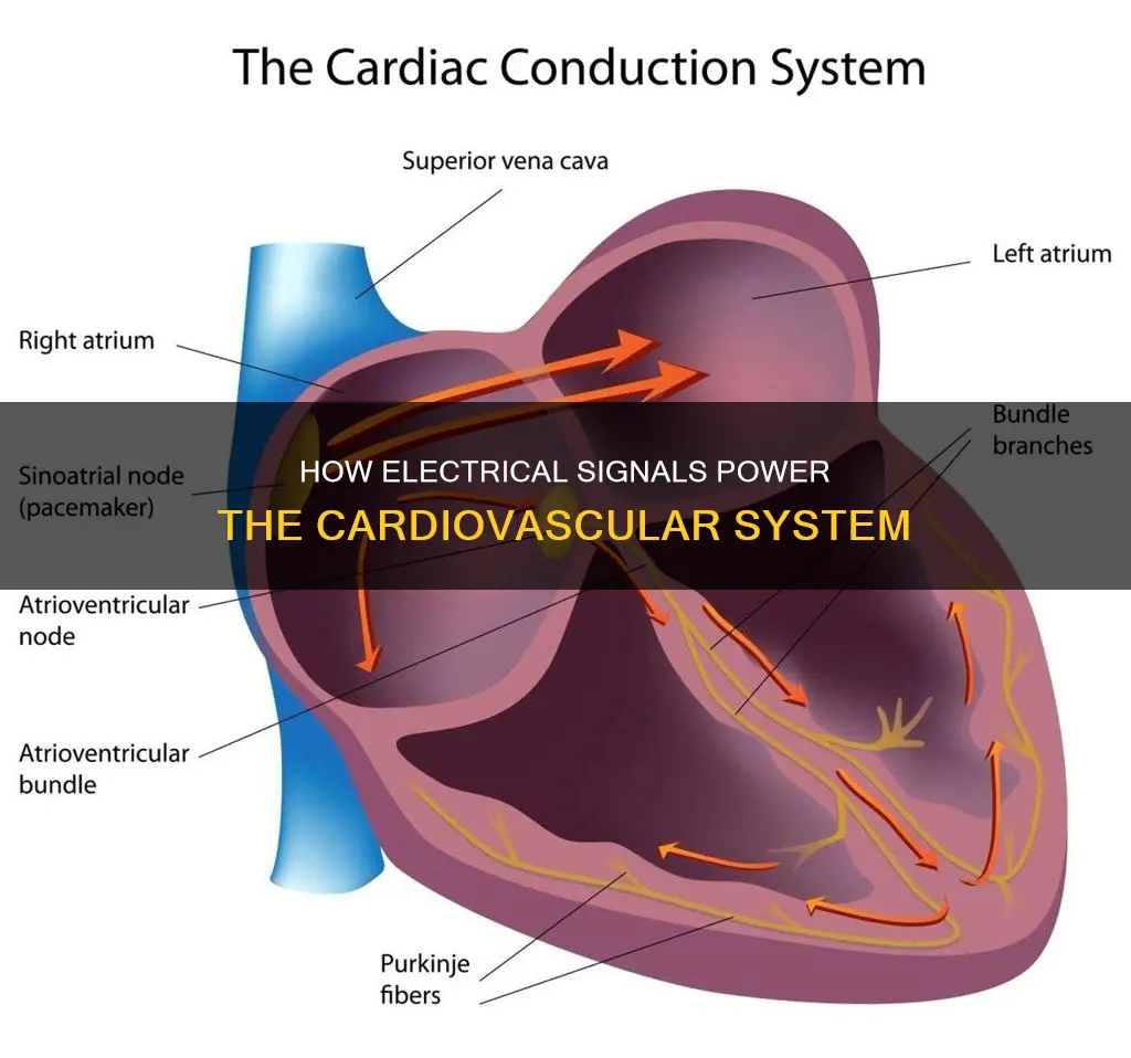 what sends electrical signals in cardiovascular system