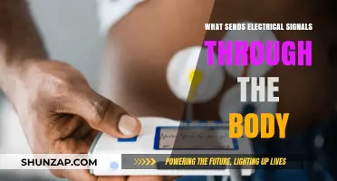 How Electrical Signals Travel Through the Body