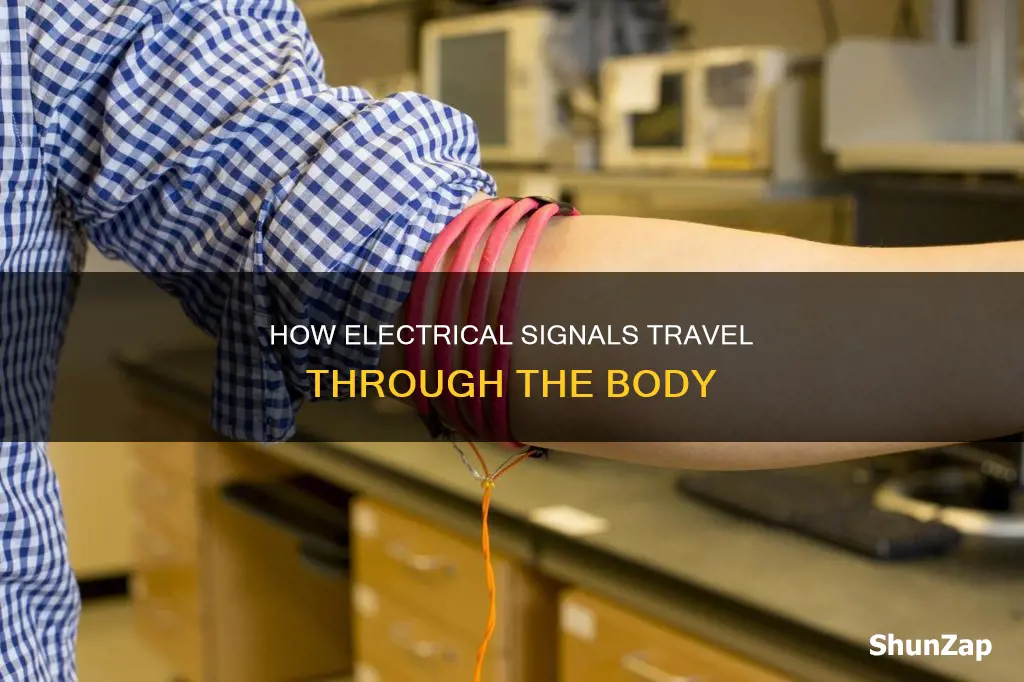 what sends electrical signals through the body