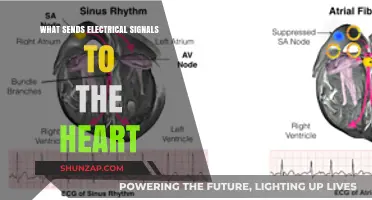 How Does the Heart Receive Electrical Signals?