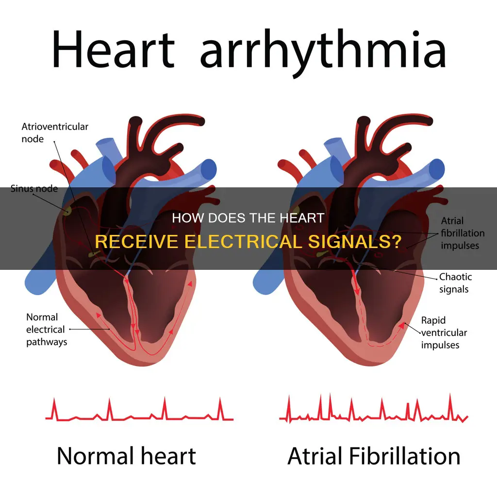 what sends electrical signals to the heart