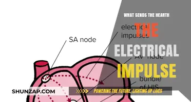 How Does the Heart Receive Electrical Impulses?