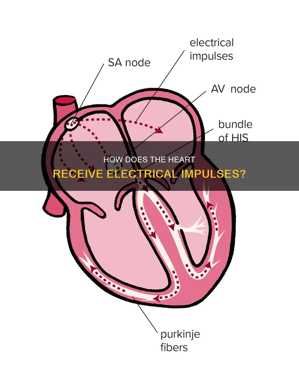 what sends the hearth the electrical impulse