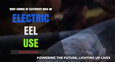 Electric Eel's Shocking Power: Unveiling Its Unique Electricity Source