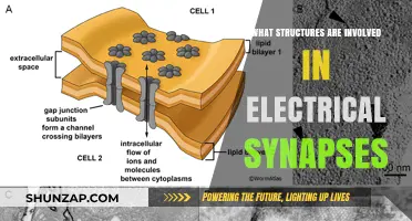 How Electrical Synapses Are Structured