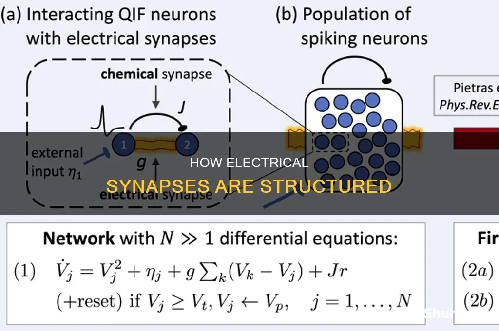 what structures are involved in electrical synapses