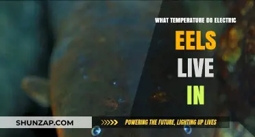 Ideal Temperature Range for Electric Eels