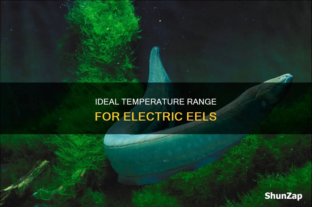 what temperature do electric eels live in