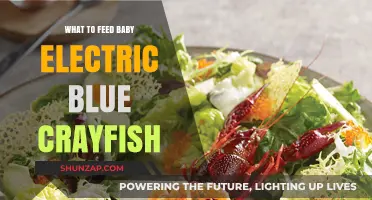 The Perfect Diet for Baby Electric Blue Crayfish
