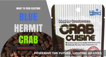 Electric Blue Hermit Crabs: Dietary Delights