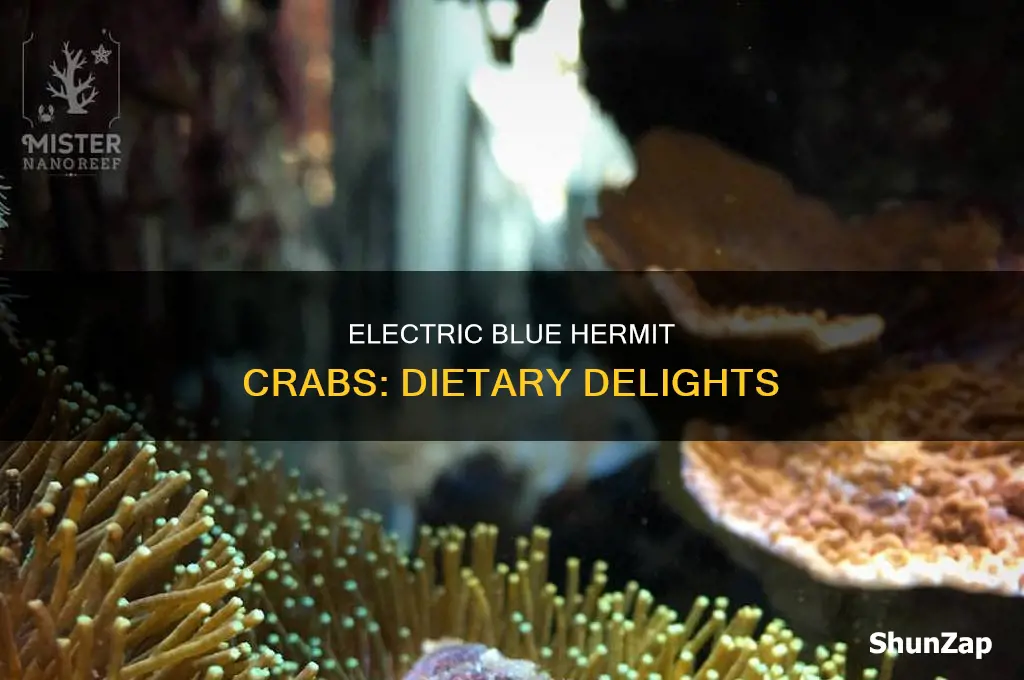 what to feed electric blue hermit crab