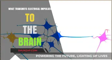 How Electrical Impulses Reach the Brain