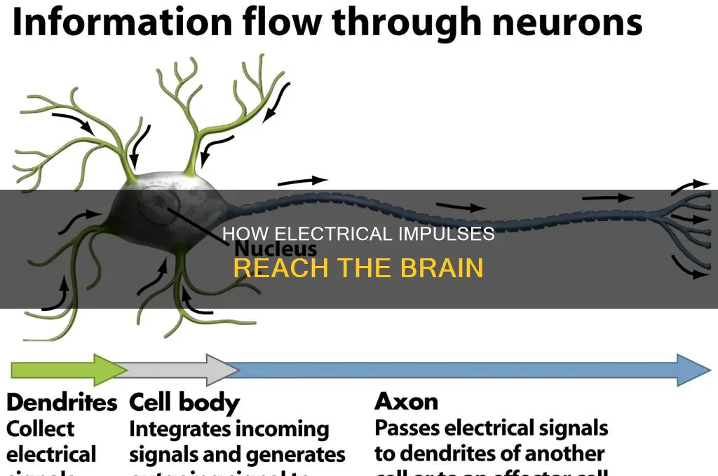 what transmits electrical impulses to the brain
