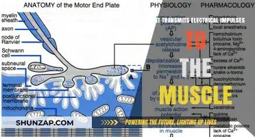 How Electrical Impulses Reach and Activate Muscles