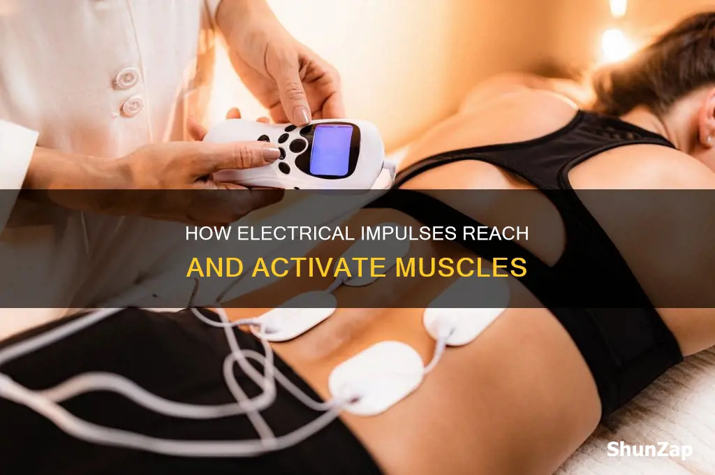 what transmits electrical impulses to the muscle