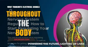 How Electrical Signals Travel Through the Body