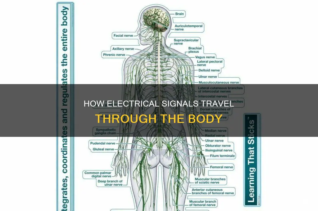 what transmits electrical signals throughout the body