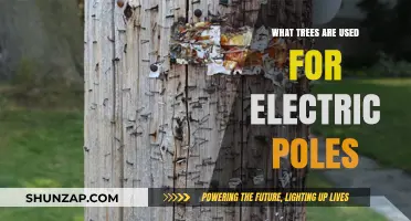 Top Trees for Electric Poles: Species, Strength, and Sustainability