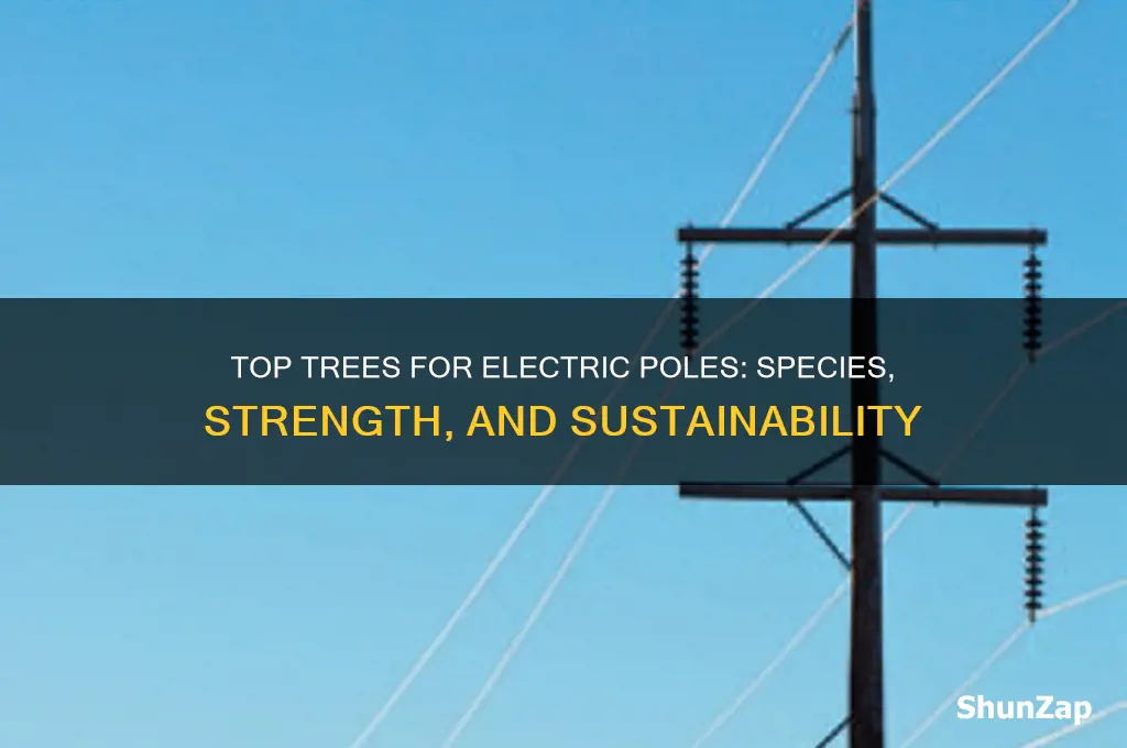 what trees are used for electric poles