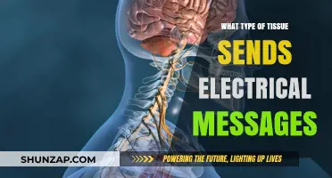 Electrical Messages: The Tissue Behind It