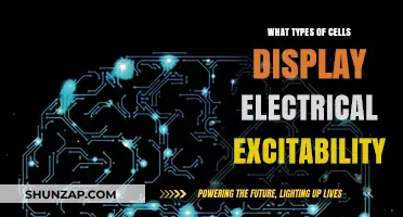 Electrical Excitability: Which Cells Display This Unique Trait?