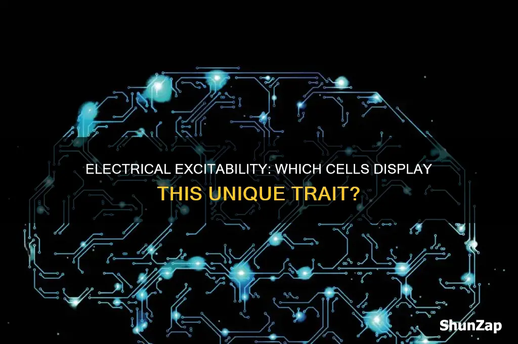 what types of cells display electrical excitability