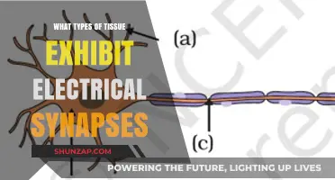 Tissue Types: Electrical Synapses Explained